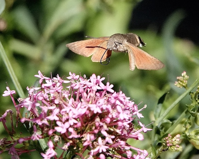 hummingbird hawkmoth